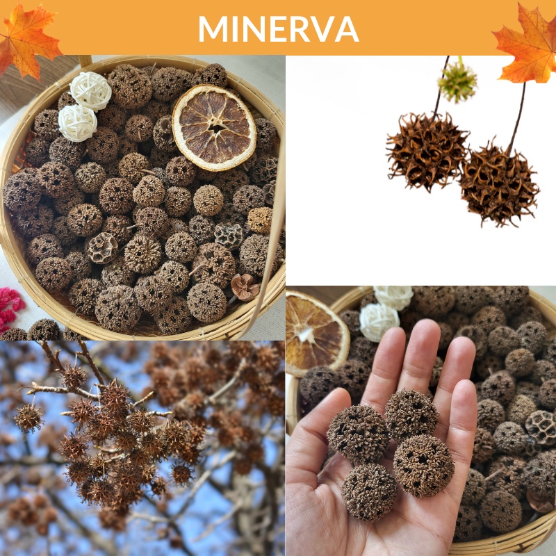 TRANG TRÍ 3 quả sweetgum khô phụ kiện chụp ảnh, trang trí nhà cửa, làm đồ handmade, phụ kiện gói quà tặng