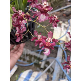 hoa lan vũ nữ chocolate