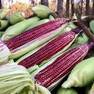 Hạt Giống Ngô Tím Nữ Hoàng ( Nhập khẩu Thái Lan )