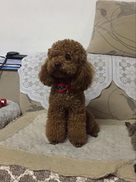 Vòng cổ nơ cho chó mèo