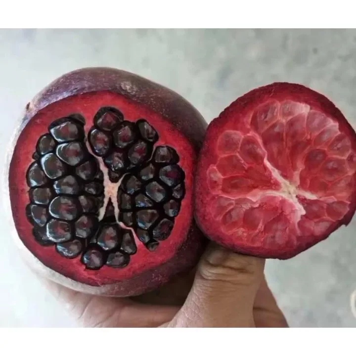 Cây Lựu Tím  trồng chậu