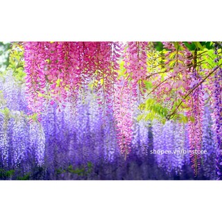 CÂY HOA TỬ ĐẰNG NHẬT BẢN CHIẾT CÀNH 4 NĂM TUỔI