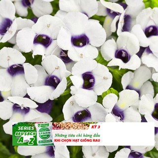 Hạt giống hoa mắt nai nhiều màu 5 hạt đến mùa trồng tết