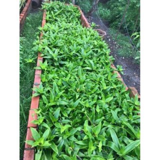 1kg Cây lược vàng