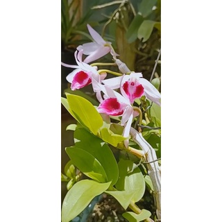 Cây giống lan Bệt Lâm Đồng NBY