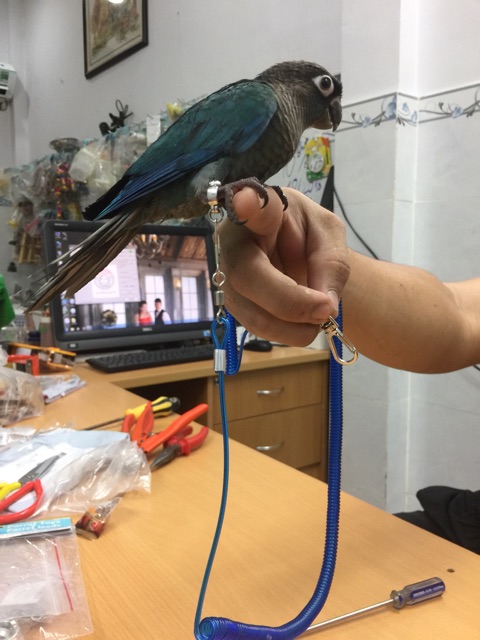 Vòng chân inox, hợp kim cho vẹt dạng đóng mở