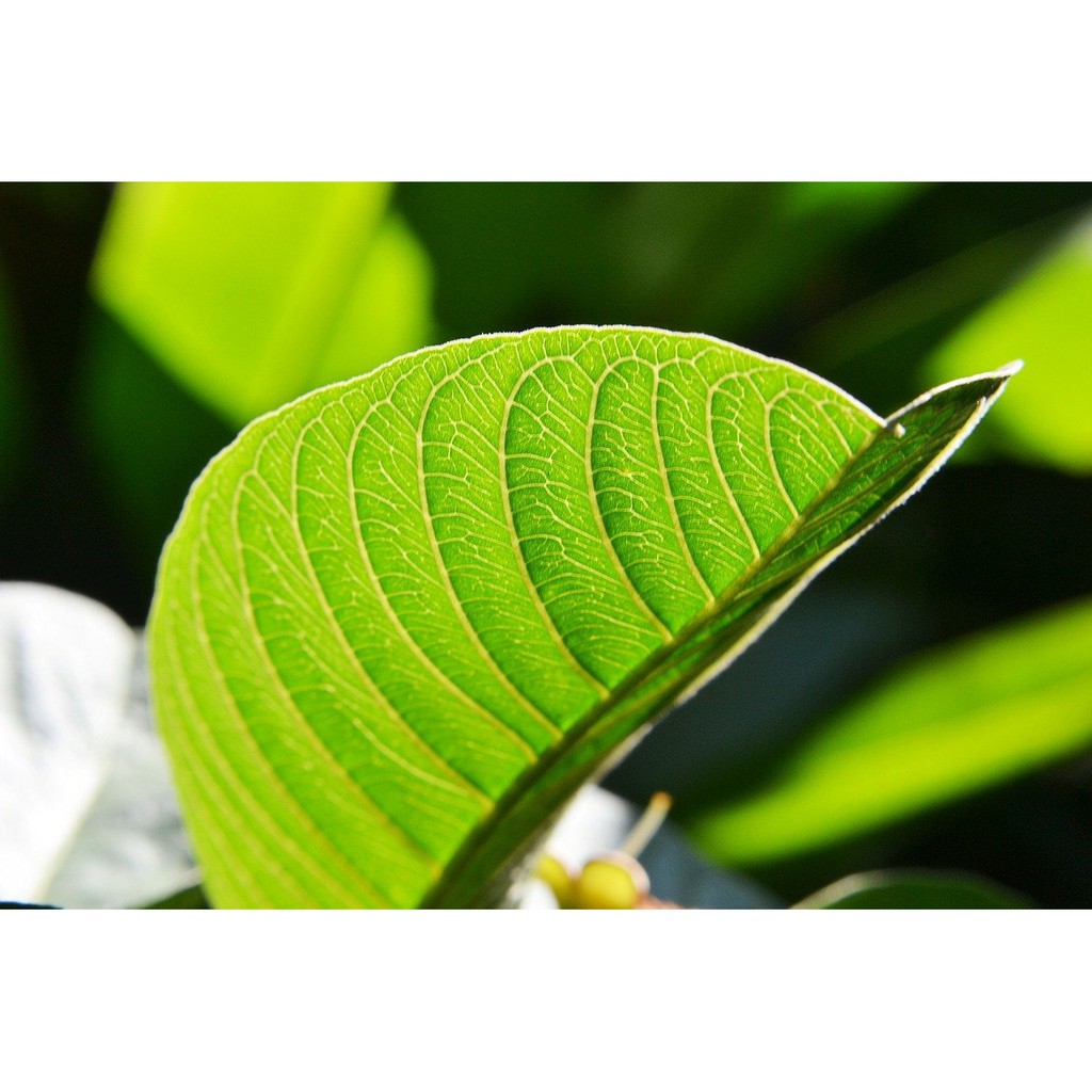 CHIẾT XUẤT LÁ ỔI 50ML - Chiết xuất thiên nhiên