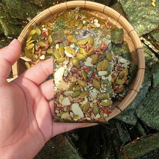 Rong biển kẹp hạt