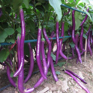 Hạt Giống Cà Tím Dài