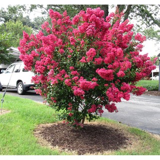 combo 2 bàu hoa tường vy, cây giống gửi đi nguyên bầu