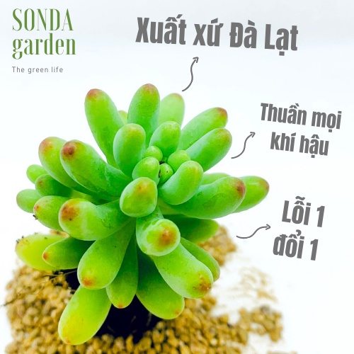 Sen đá thạch ngọc mĩ SONDA GARDEN size mini 2.5-4cm, xuất xứ Đà Lạt, khoẻ đẹp, lỗi 1 đổi 1