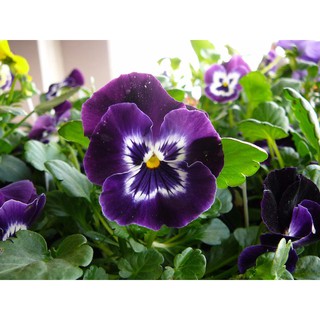 HẠT GIỐNG HOA PANSY MIX