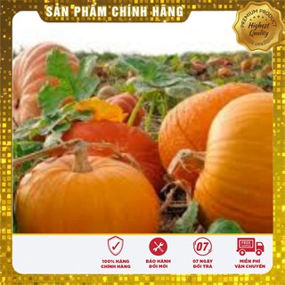 Hạt Giống Bí Ngô Khổng Lồ-5 hạt
