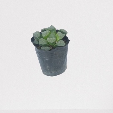 Sen đá Haworthia LAFA GARDEN, Combo cây sen đá kèm chậu sành NHẬT BẢN, kèm đất trồng