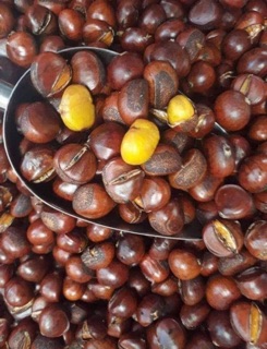 Hạt dẻ lào cao thơm ngon