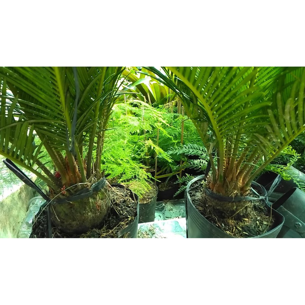 Thiên tuế - Cycas pectinata