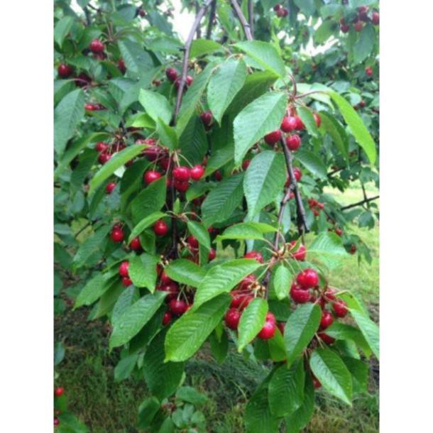 Hạt giống cherry mỹ ( cherry  anh đào) - Nhà Vườn Khánh Võ