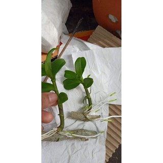 2 ki lan phi điệp lá mít pù luông thành hoá