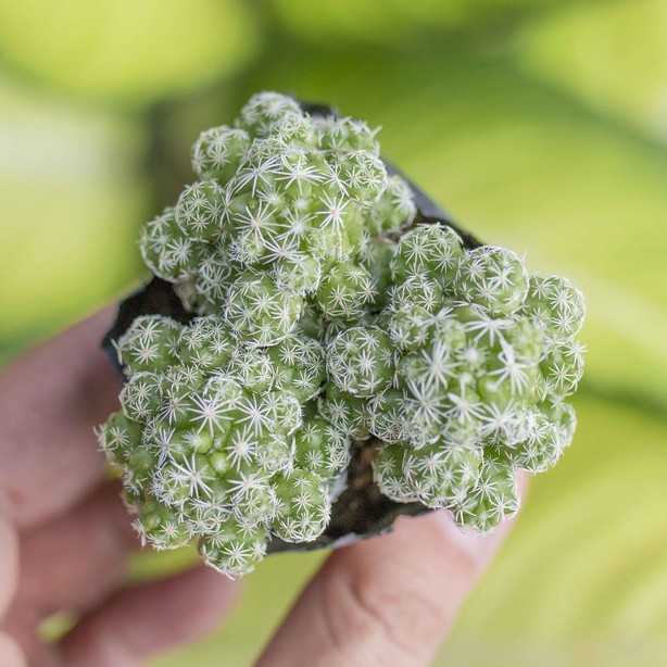 Xương rồng trứng chim cỡ vừa 3-5cm