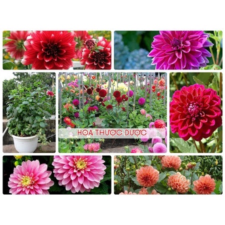 Hạt giống hoa Thược Dược mix màu Thái Lan nhập nguyên gói