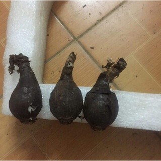 Sét 10 củ hoa bỉ ngạn đỏ