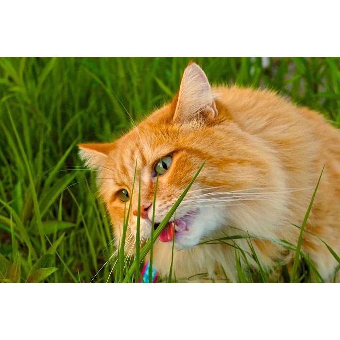 [Mã PET50K giảm Giảm 10% - Tối đa 50K đơn từ 250K] cỏ lúa mạch cho mèo kích thích tiêu hóa cho mèo