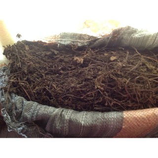 Cây sương sáo đen khô