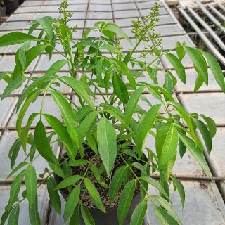 Cóc Thái đang hoa đang trái... lùn