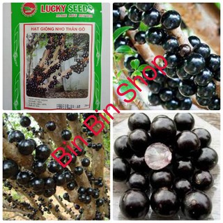 HẠT GIỐNG NHO THÂN GỖ ( 3 hạt )