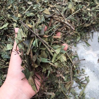 Chè vằng lá khô vằng sẻ loại 1