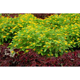 Hạt giống Cúc mặt trời - Rau củ quả trồng tại vườn, sân thượng, nông trang, ban công