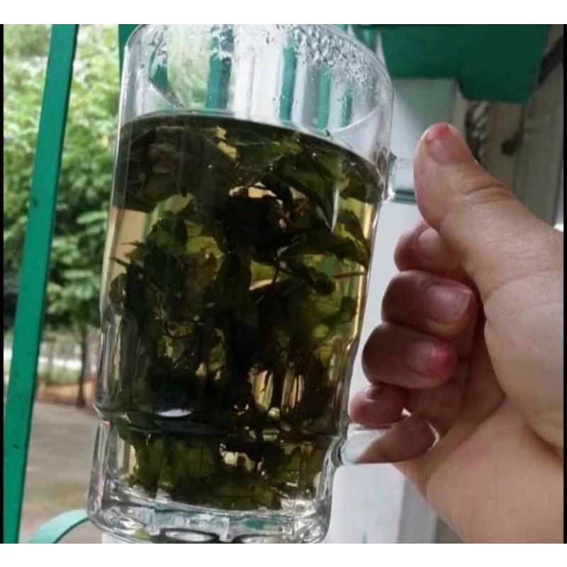 Lá dạ dày vùng cao