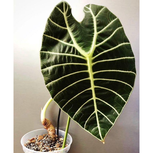 ( Free ship ) Cây Watsoniana - Cây khoẻ, chậu nhỏ