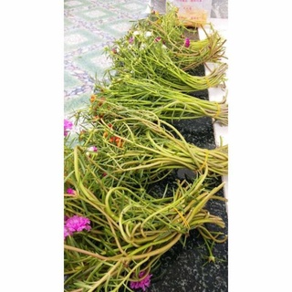 Mười giờ Thái kép mix nhiều màu ( 27màu )