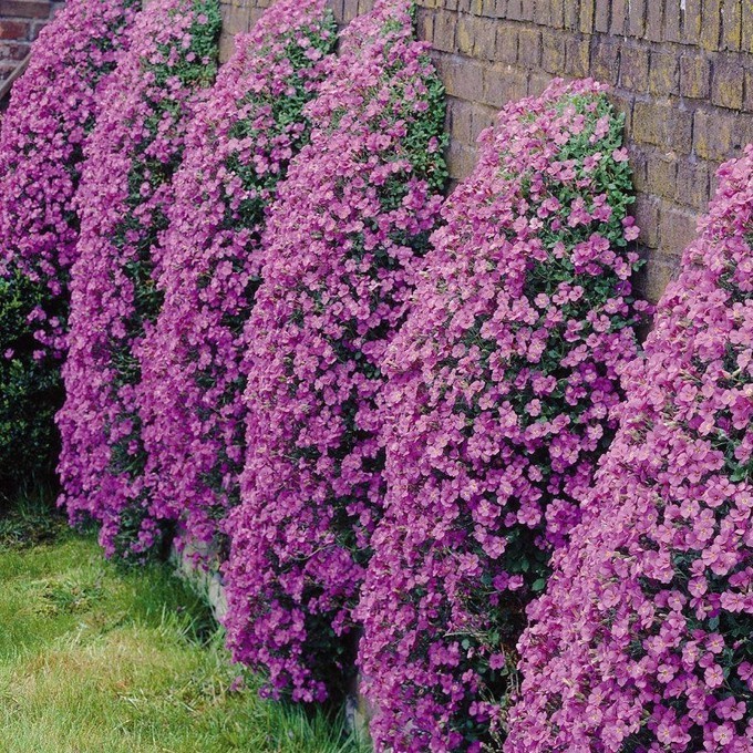 Hạt giống hoa leo đá lâu năm chịu hạn Aubrieta đẹp dễ trồng, chăm sóc chịu nhiệt bồn mùa nảy mầm cao 50 hạt