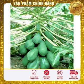 Hạt giống Đu Đủ Lùn 5 Hạt [Bán Sỉ]
