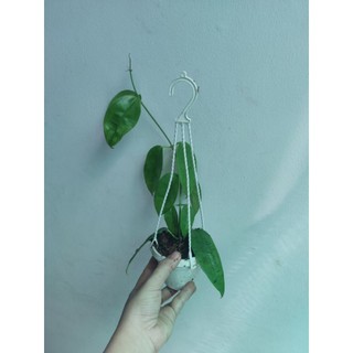 Lan cẩm cù đủ màu