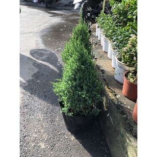 Sơn Tùng ( size nhỏ ) cao 40 50