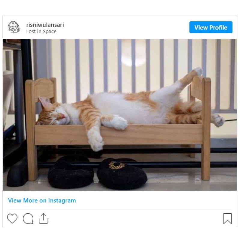 Cây Môn Trắng Giáng Sinh Caladium White Christmas