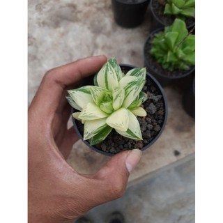 Mô Hình Đồ Chơi Nhân Vật Haworthia Cymbyformis Var