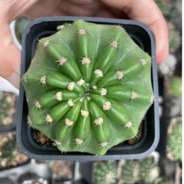 Xương rồng Echino hoa trắng 5cm