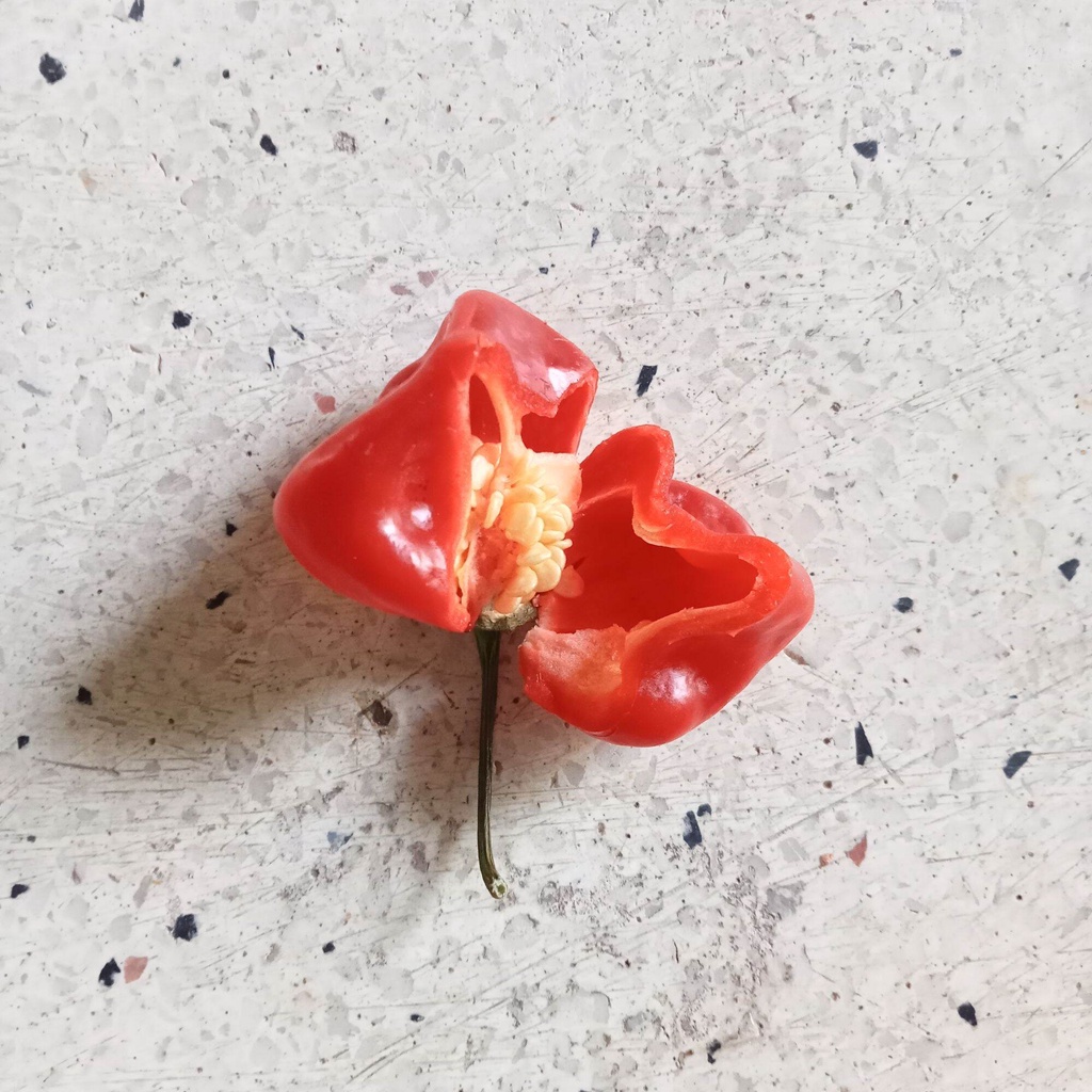5 Hạt Giống Ớt Habanero Red