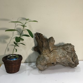 Nu lũa cảnh, gỗ lũa bon sai, tiểu cảnh, bán cạn
