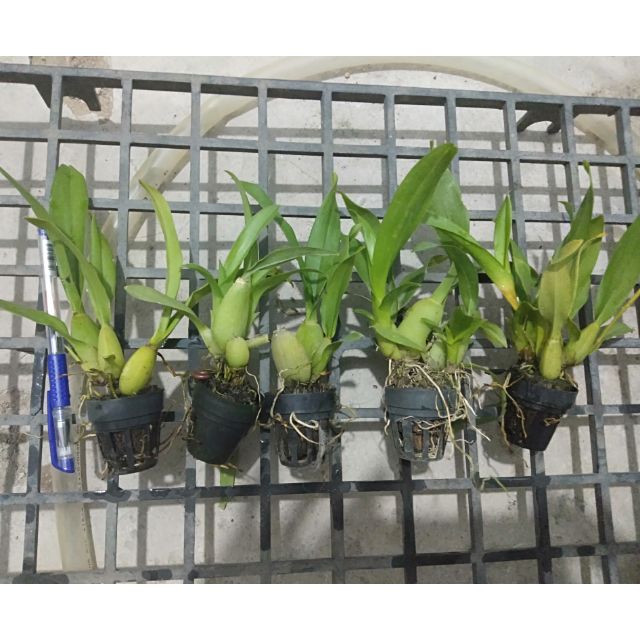 Vũ nữ Sugar cây giống