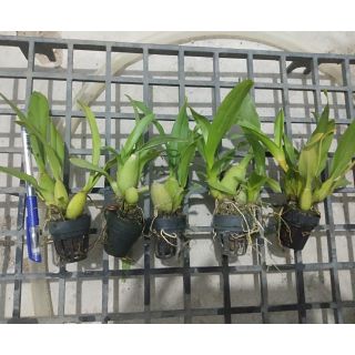 Vũ nữ Sugar cây giống
