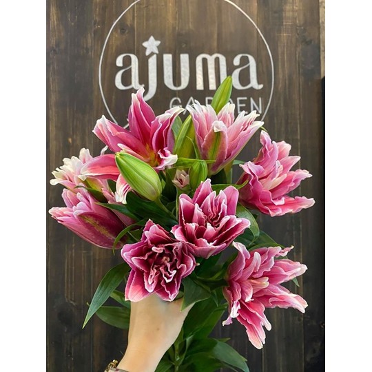 Củ hoa ly kép thơm màu đỏ