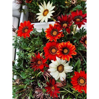 ⚡️Hạt Giống Hoa Cúc Huân Chương Mix⚡️ Nảy Mầm Trên 90% Nhiều Màu Siêu Đẹp Gói 100 hạt