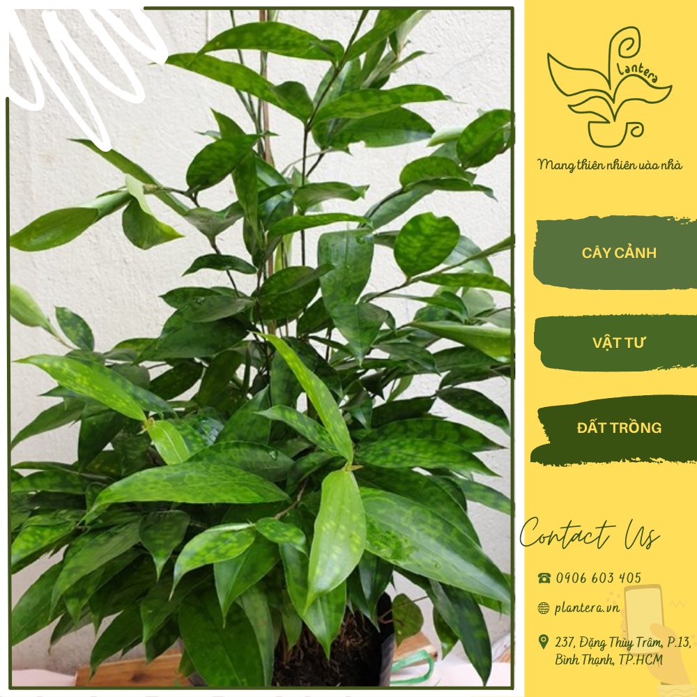 Cây Trúc Nhật Chậu C12 - Cây Cảnh - Cây Ưa Mát - Cây Lớn