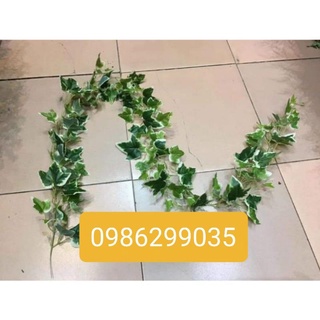Dây lá nguyệt quế dài 1,8 met
