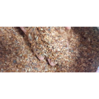 1kg hạt giống câybằng lăng tím